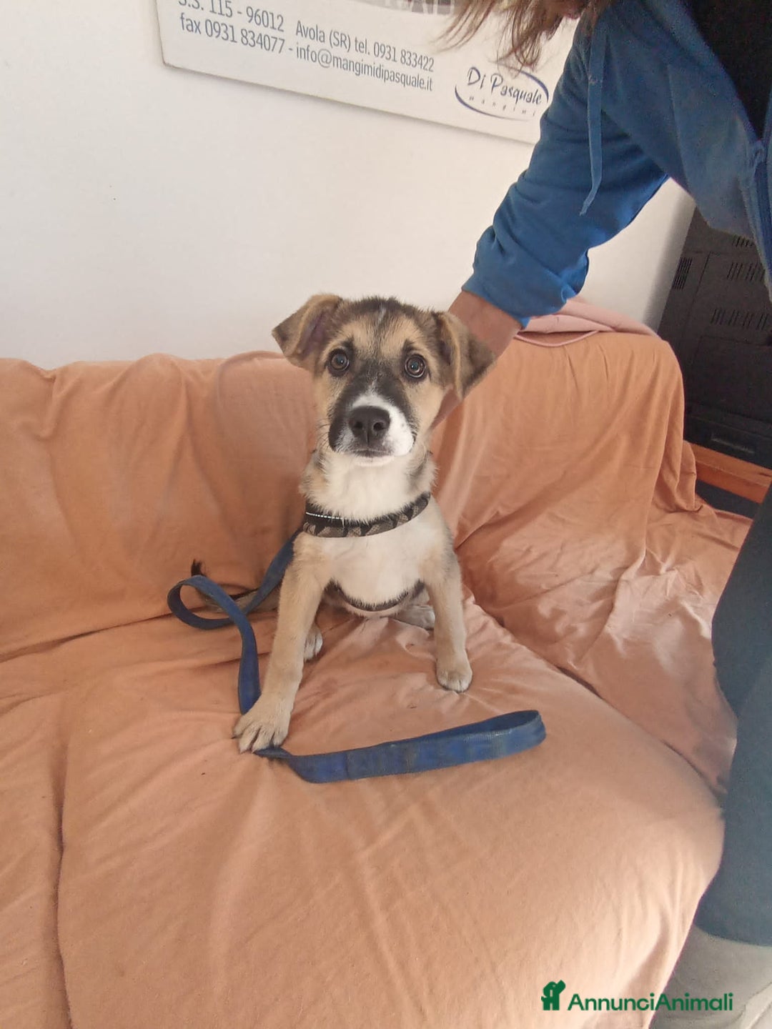 Altre razze cani in regalo: laila lisa lella - Annuncio 3