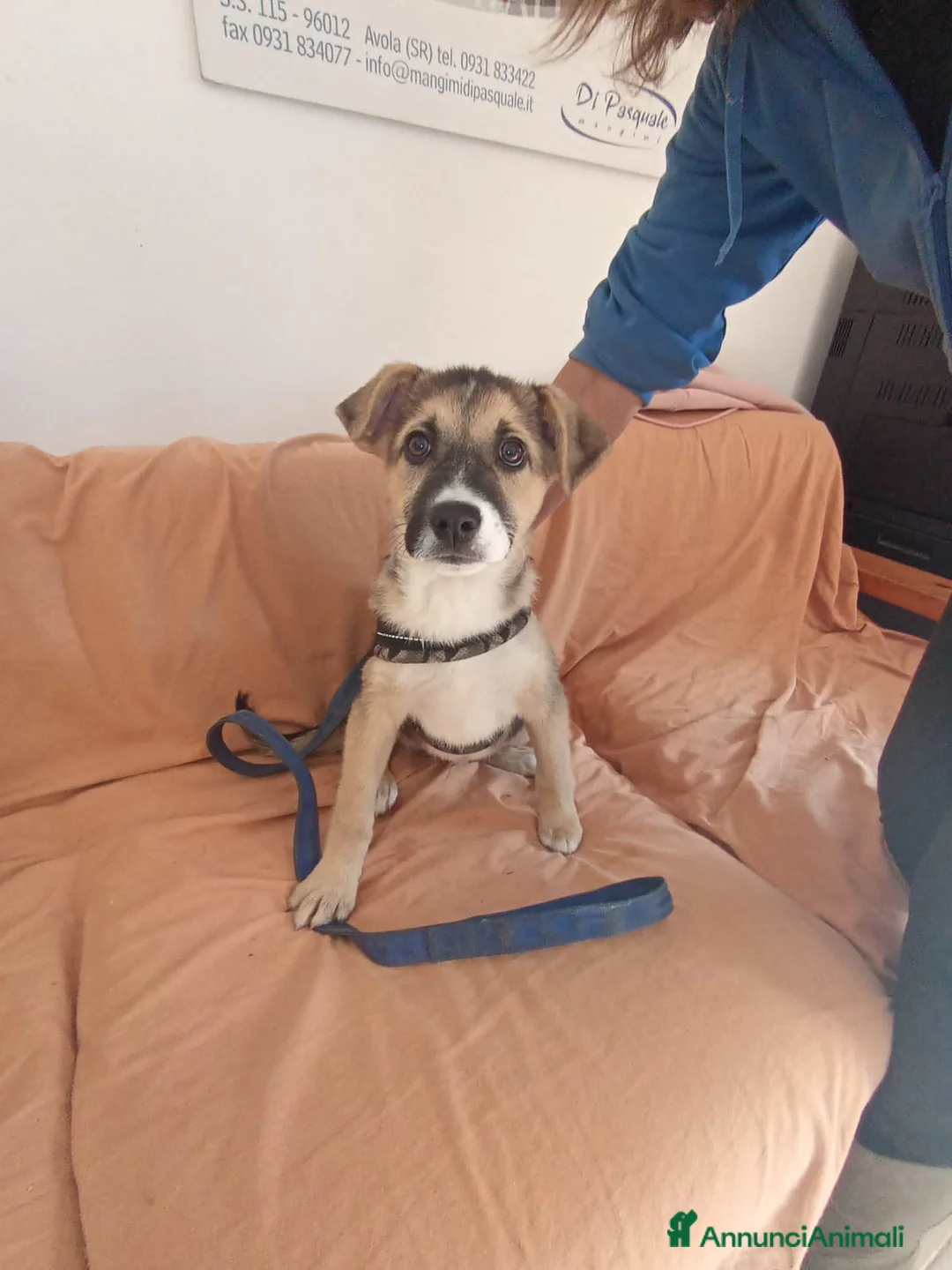 Altre razze cani in regalo: laila lisa lella - Annuncio 3