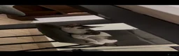 Meticcio gatti in regalo: Dolcissimi maschietti - Annuncio 5