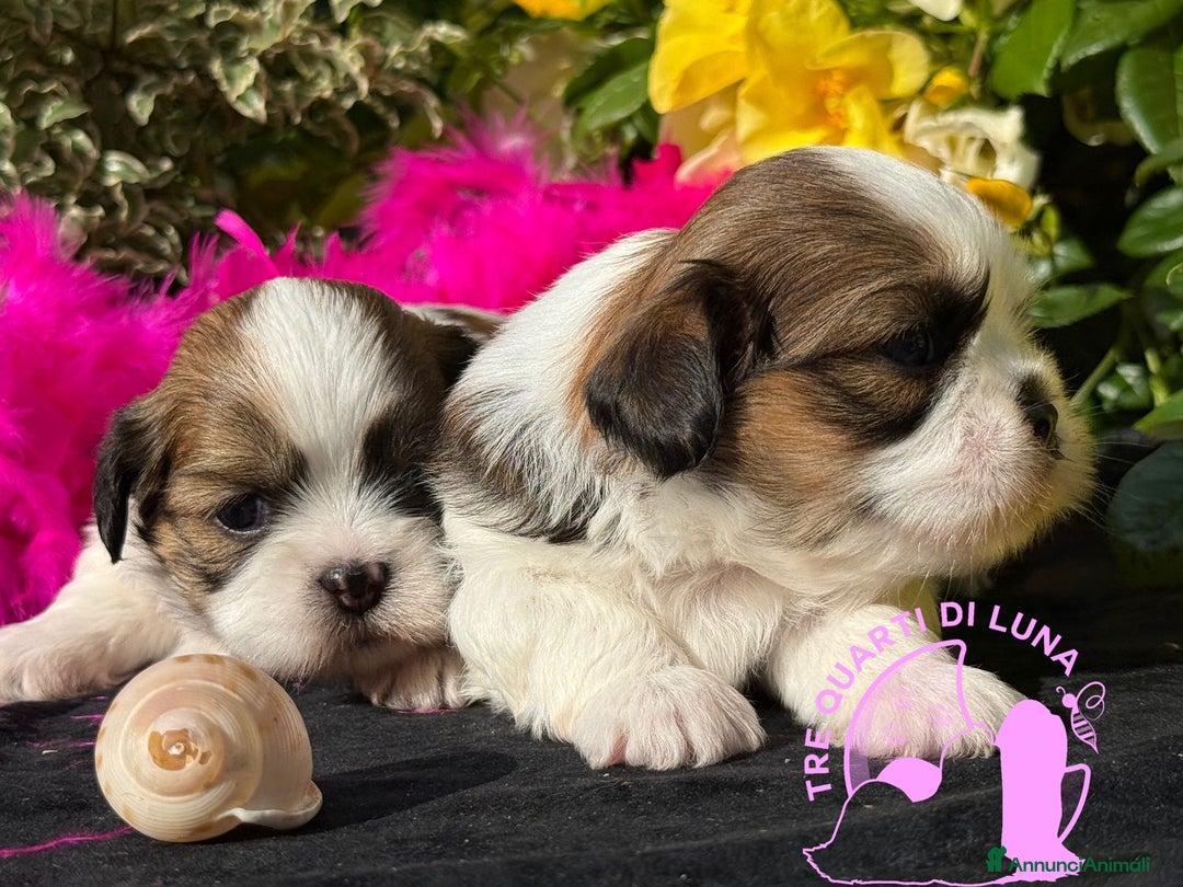 Maltipoo cani in vendita: Tre Quarti di Luna Barboncino Maltipoo Lhasa Apso - Annuncio 3