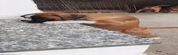 Boxer cani in vendita: Boxer Cuccioli  - Annuncio 3