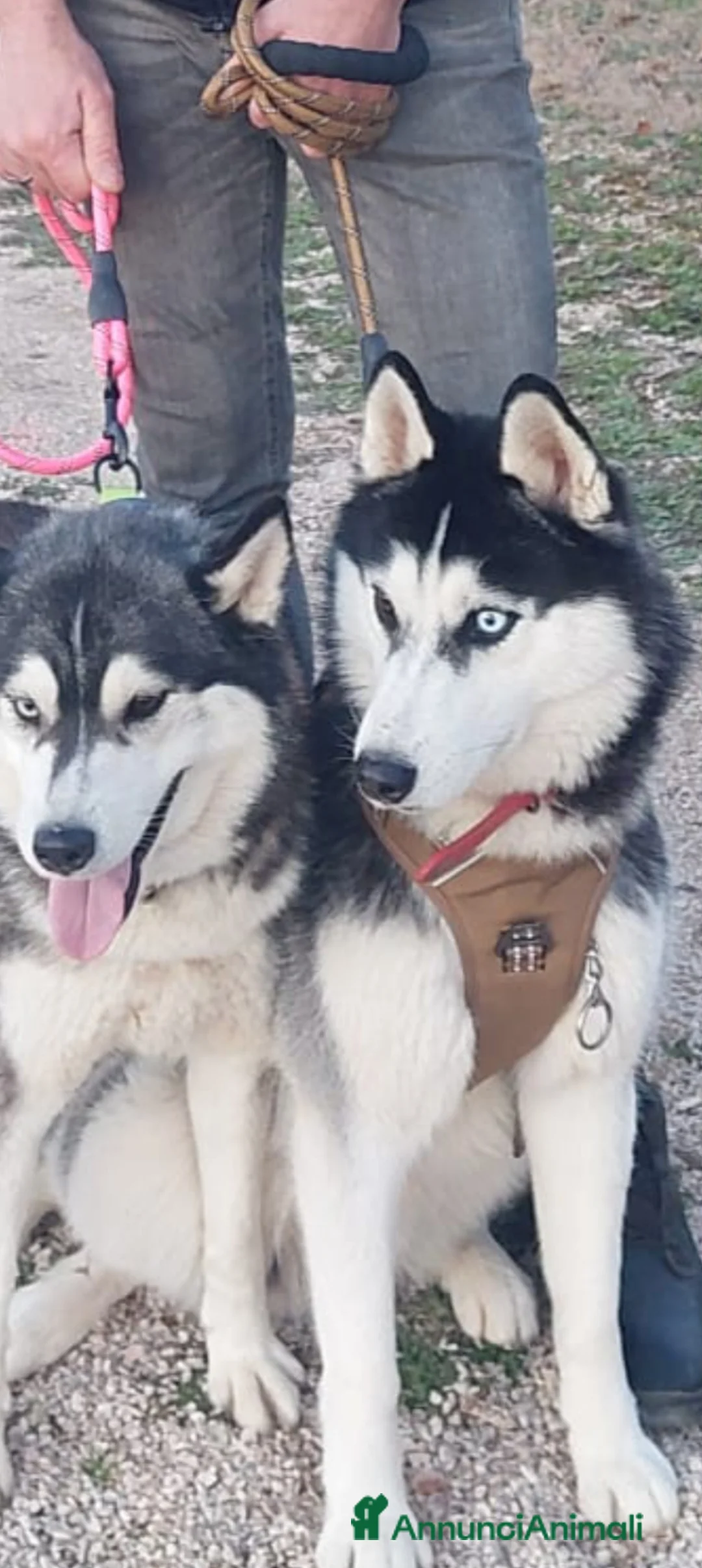 Husky cani in vendita: Cuccioli husky Umbria  - Annuncio 2