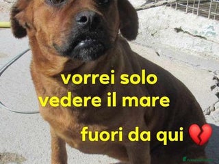 Meticcio cani LISA timidina sempre in canile.... - Annuncio 36