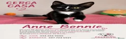 Meticcio gatti in regalo: Gattina dolcissima  - Annuncio 6