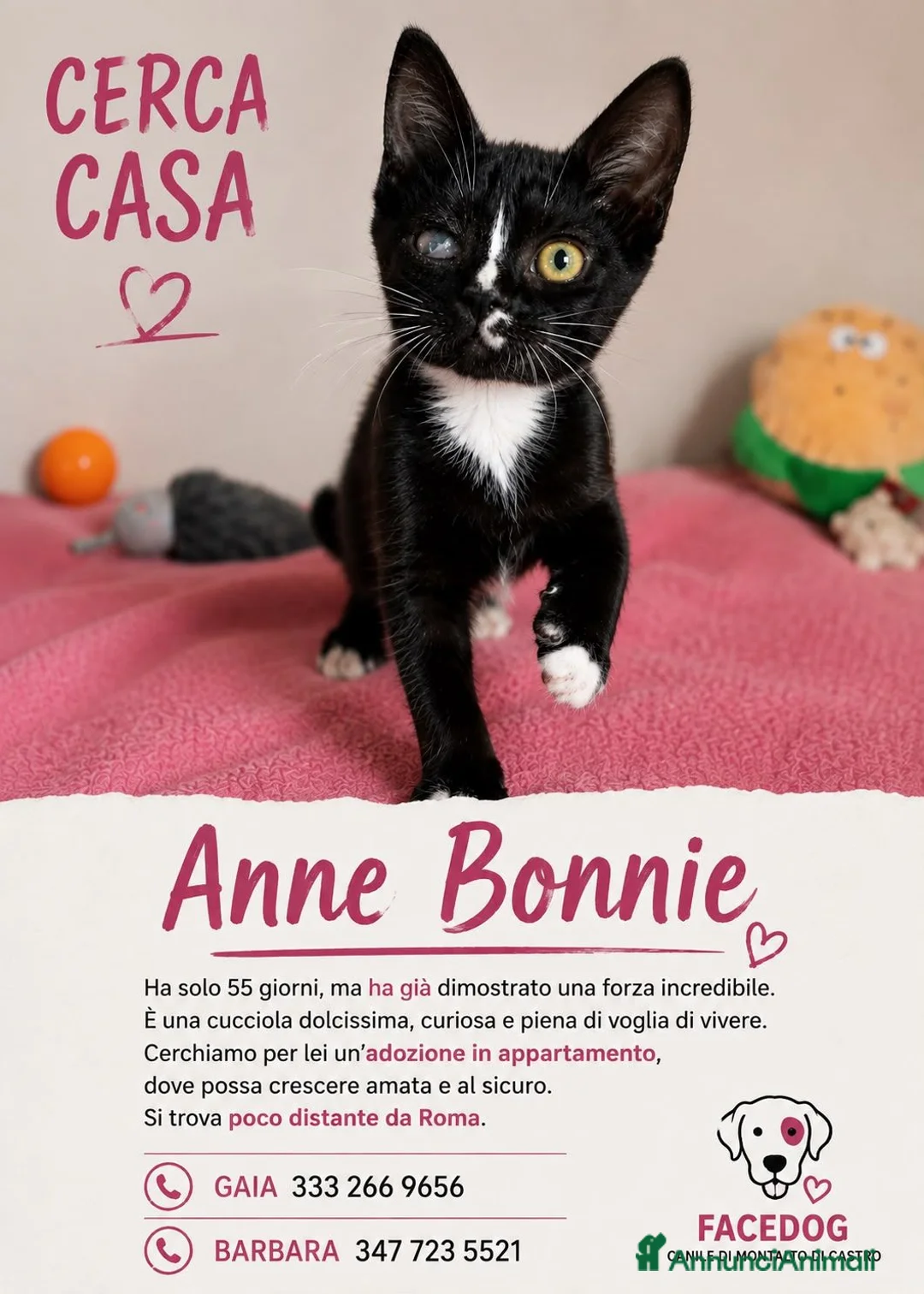 Meticcio gatti in regalo: Gattina dolcissima  - Annuncio 6