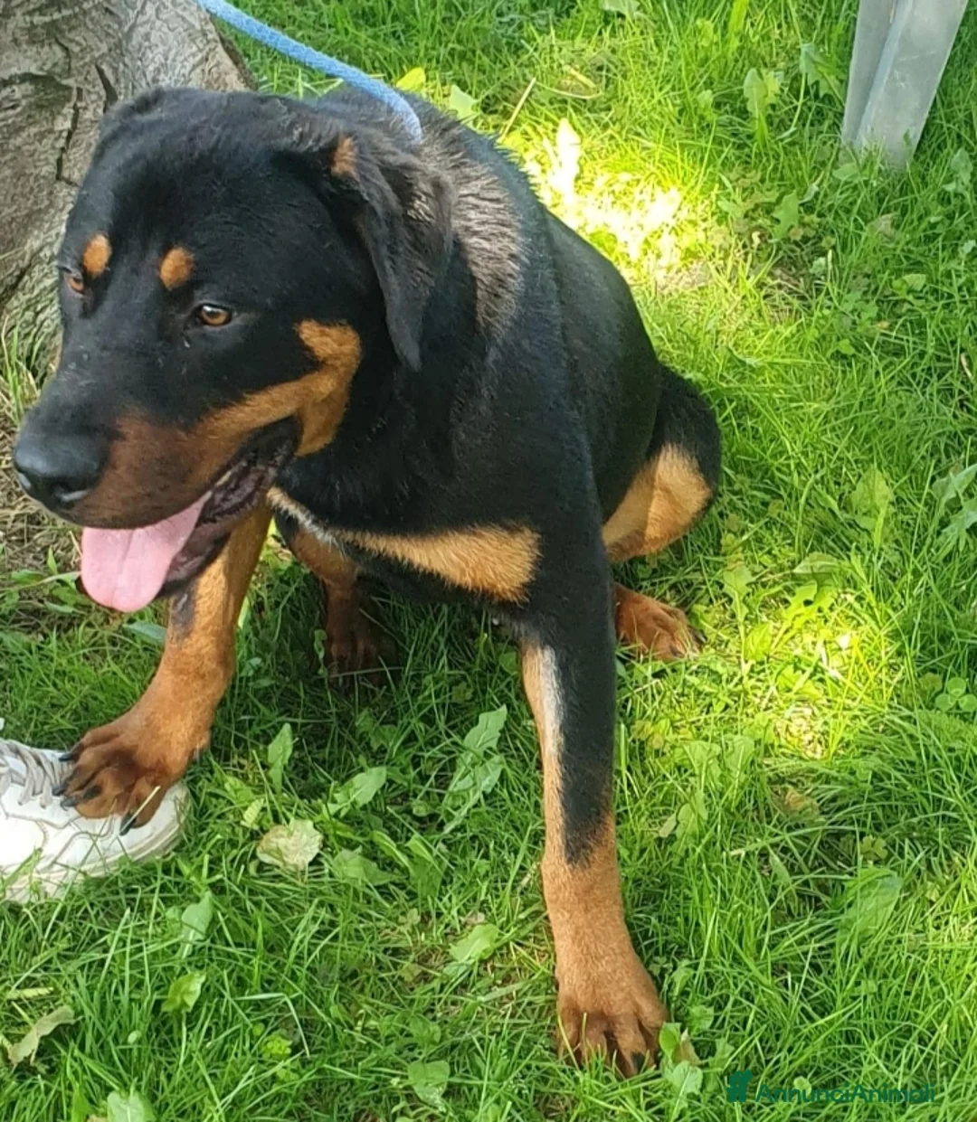 Altre razze cani in regalo: Argo, cucciolone dolcissimo cerca casa a Città metropolitana di Roma Capitale - Annuncio 4