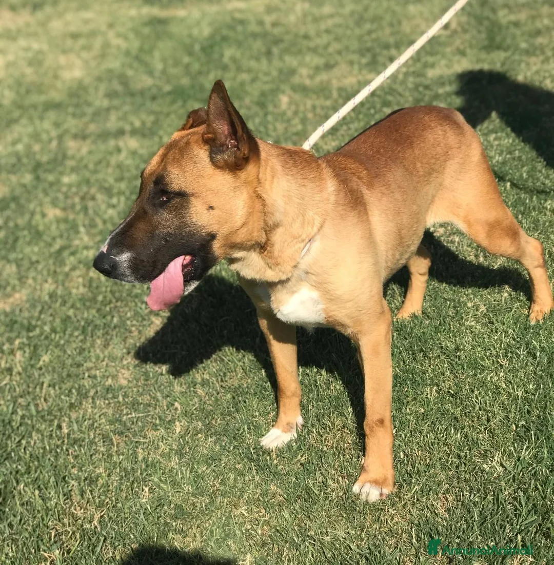 Altre razze cani in regalo: OHR, mix pastore malinois a Provincia di Latina - Annuncio 3