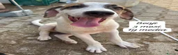 Meticcio cani in regalo: Cuccioli invisibili da salvare  a Provincia di Pistoia - Annuncio 5