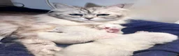 Siberiano gatti in vendita: Si prenotano cuccioli di siberiano con pedigree - Annuncio 8
