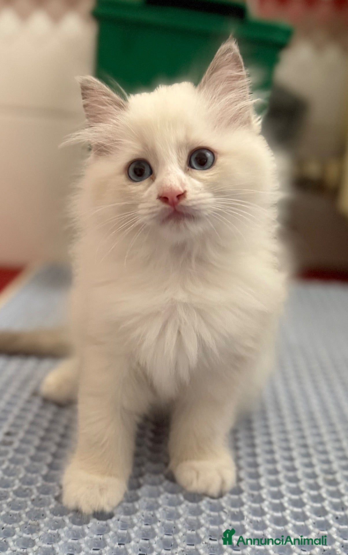 Ragdoll gatti Cuccioli ragdoll - Annuncio 7