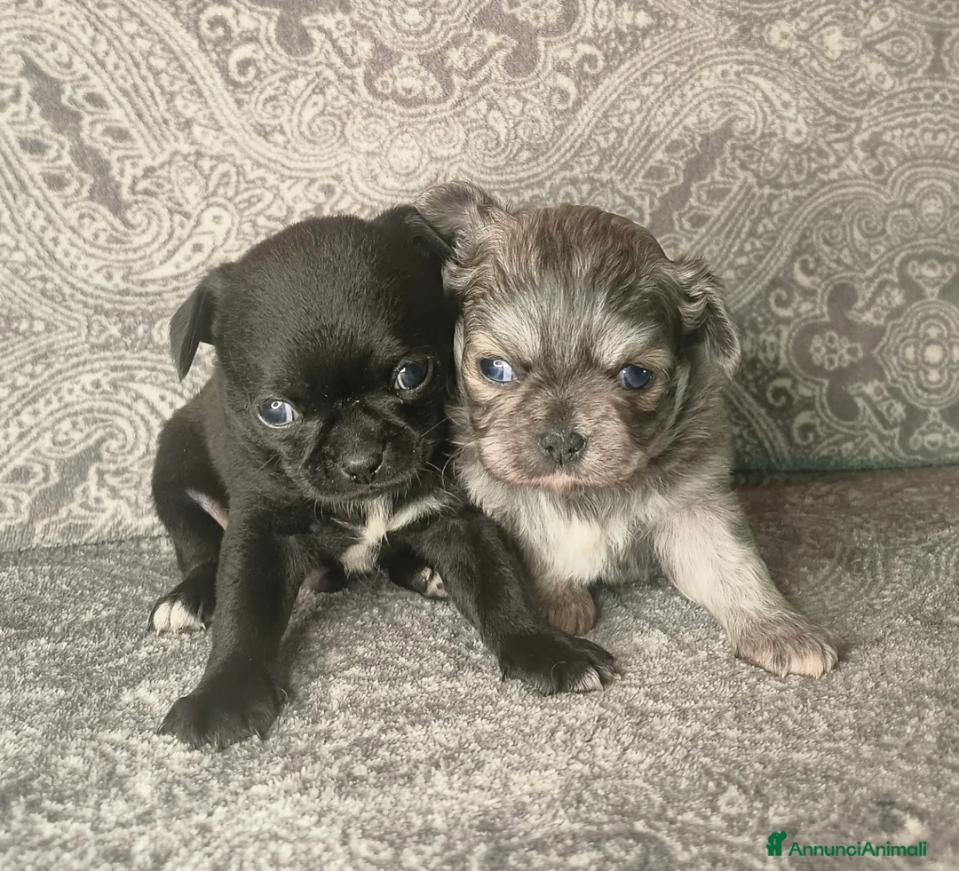 Chihuahua cani in vendita: CHIHUAHUA ALTA GENEALOGIA  - Annuncio 8