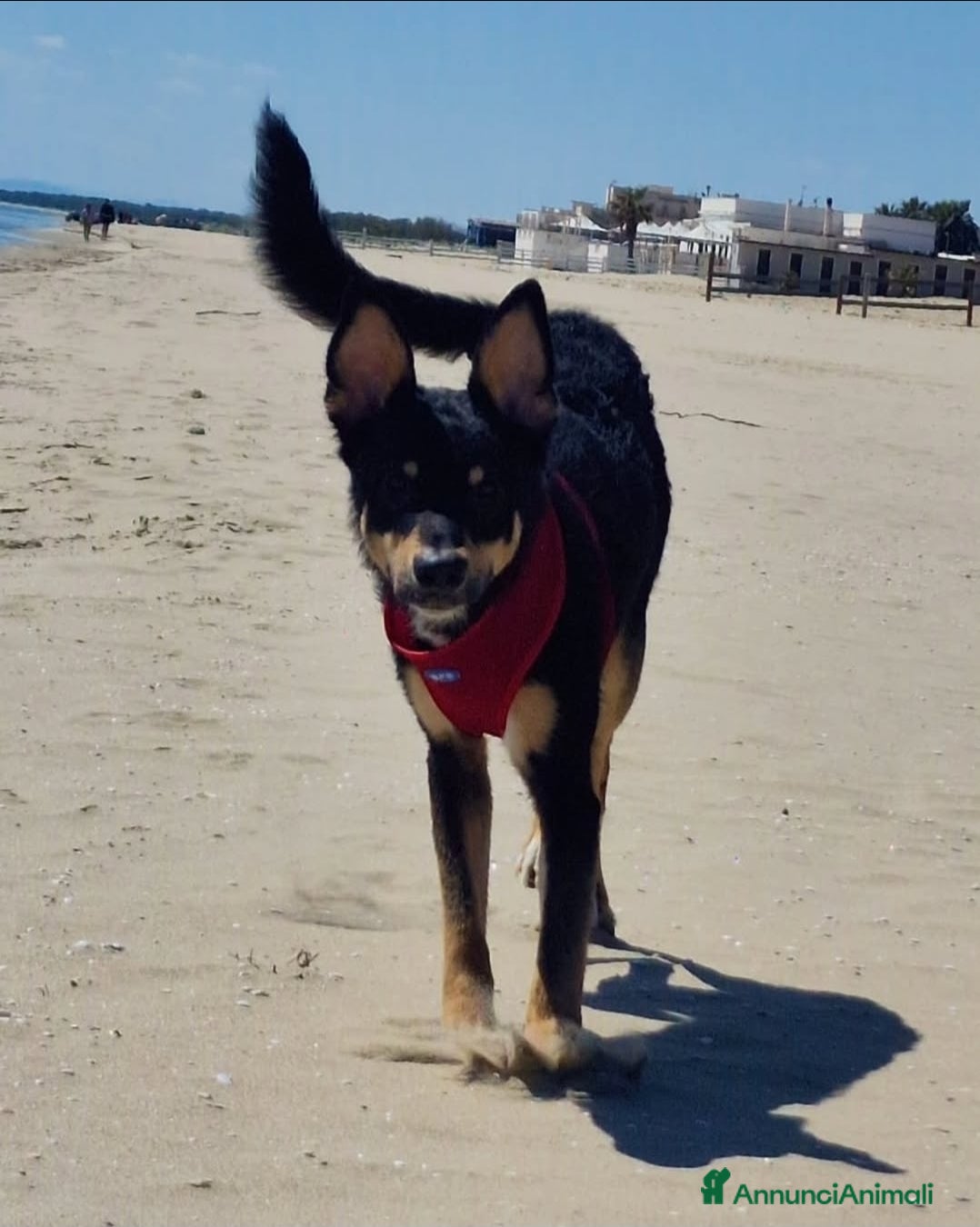 Altre razze cani cucciolone di un anno a Città Metropolitana di Bari - Annuncio 26