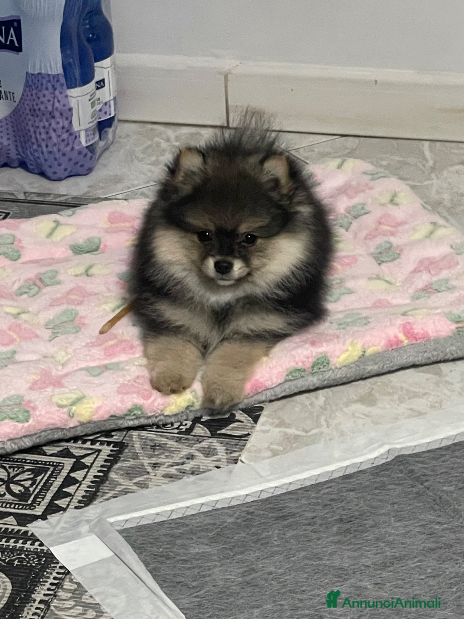 Spitz cani Spitz Pomerania  - Annuncio 8