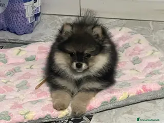 Spitz cani Spitz Pomerania - Annuncio 8