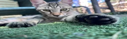 Europeo gatti in regalo: Tigrato 3 mesi - Annuncio 3