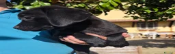 Labrador cani in vendita: Femmina Labrador con pedigree  - Annuncio 4