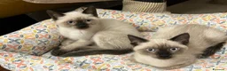 Siamese gatti in vendita: Cuccioli siamesi thai - Annuncio 2