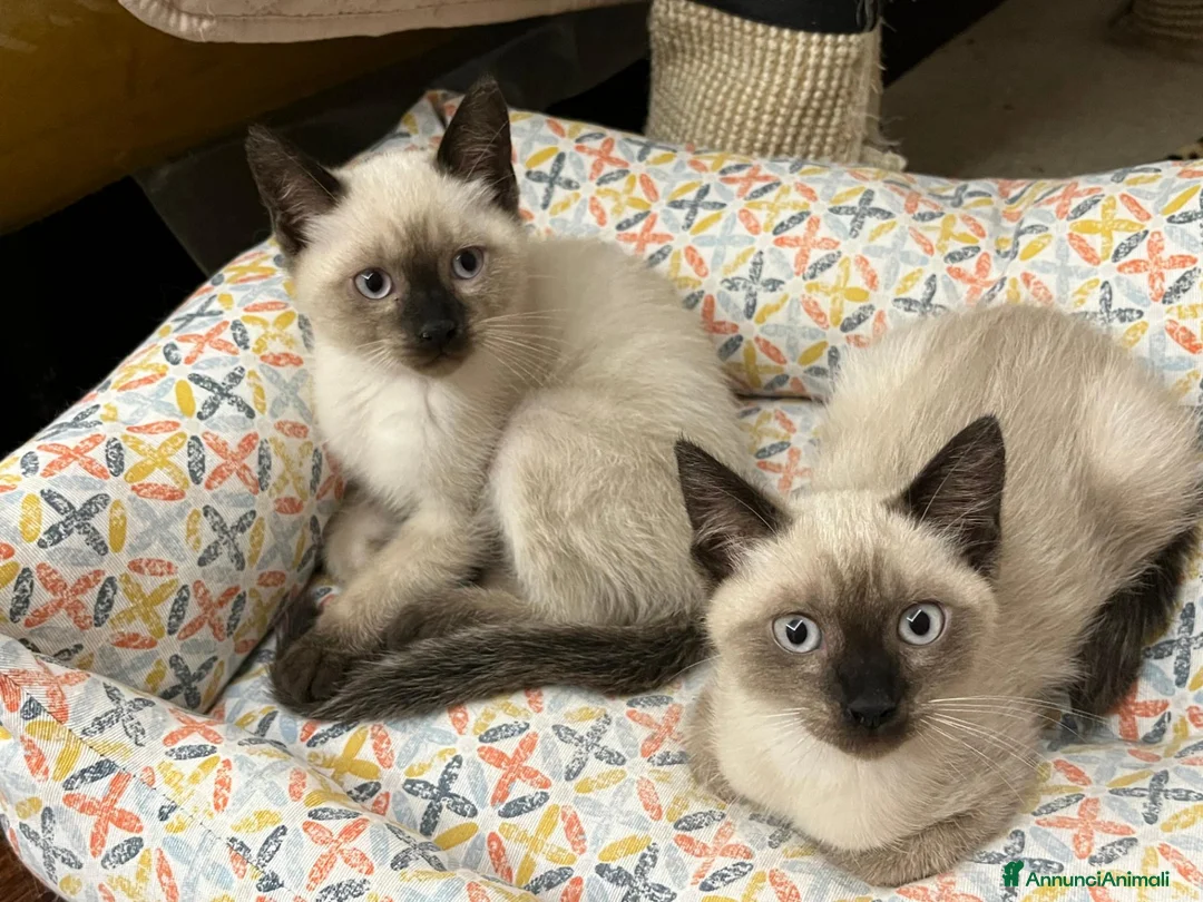 Siamese gatti in vendita: Cuccioli siamesi thai - Annuncio 2