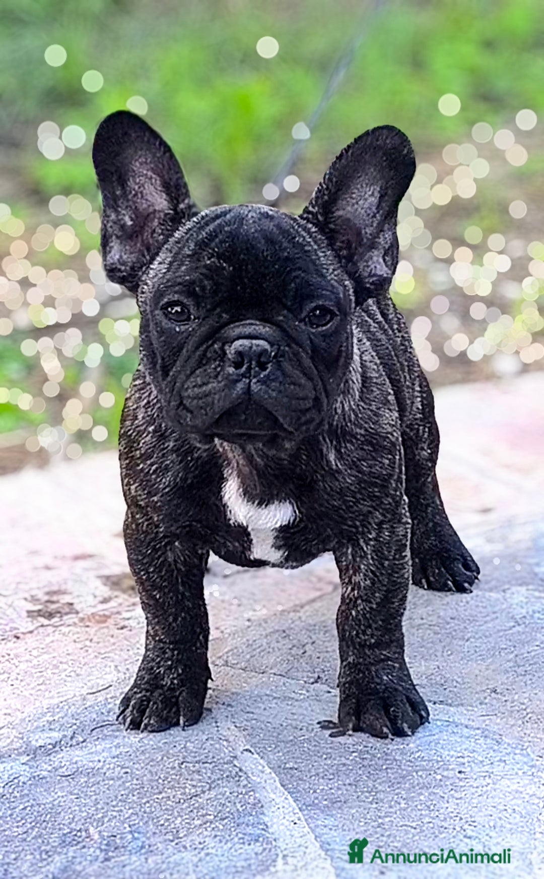 Bulldog Francese cani in vendita: Bulldog francese cuccioli enci a Provincia di Salerno - Annuncio 33