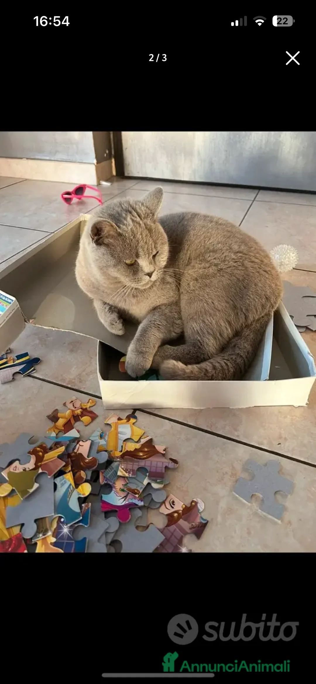 Scottish gatti in regalo: Gattona scottish cerca casa  - Annuncio 2