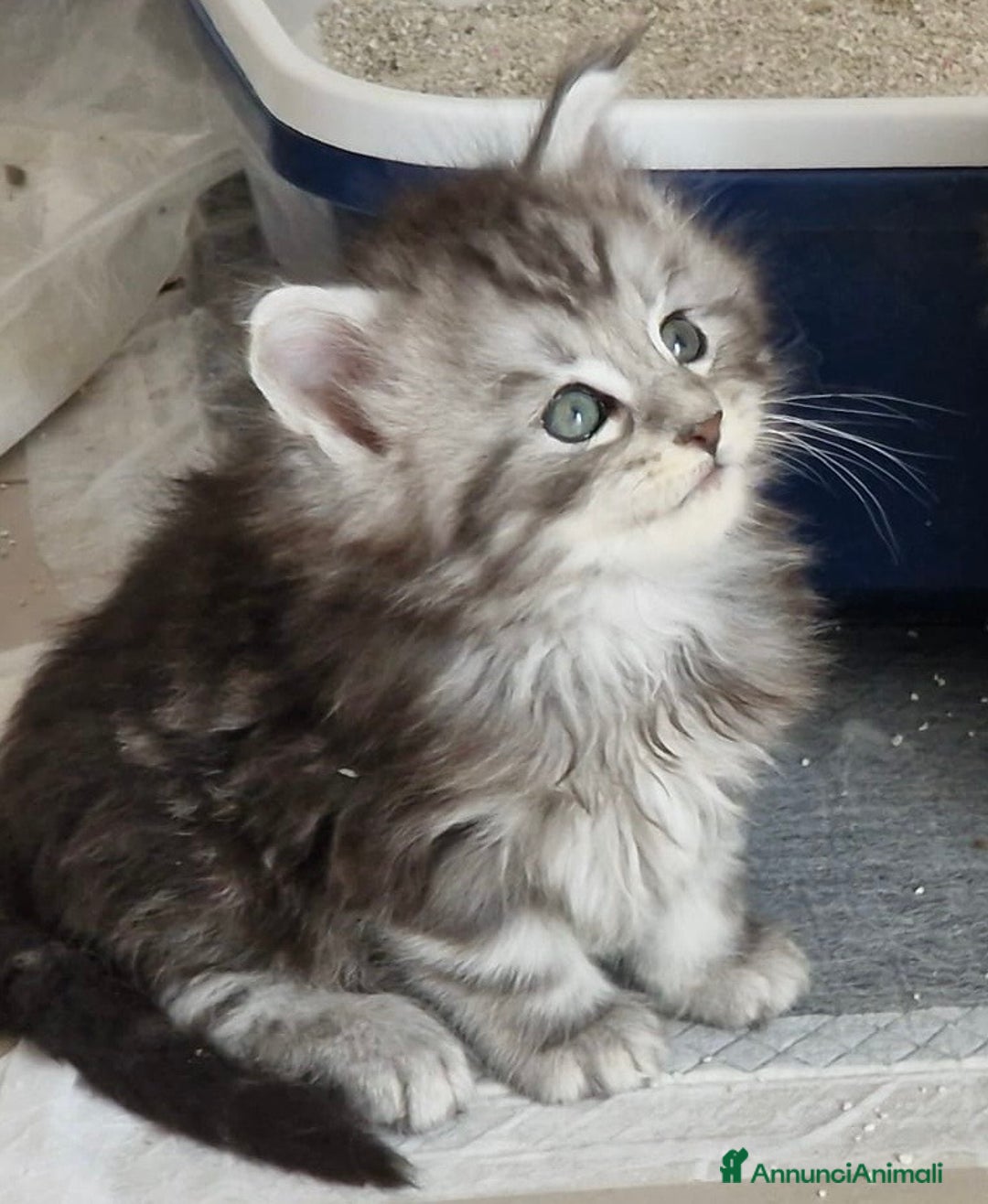 Maine Coon gatti in vendita: Maine Coon  - Annuncio 5