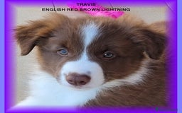 Border Collie cani in vendita: CUCCIOLO MARRONE BORDER COLLIE  a Città metropolitana di Roma Capitale - Immagine 3