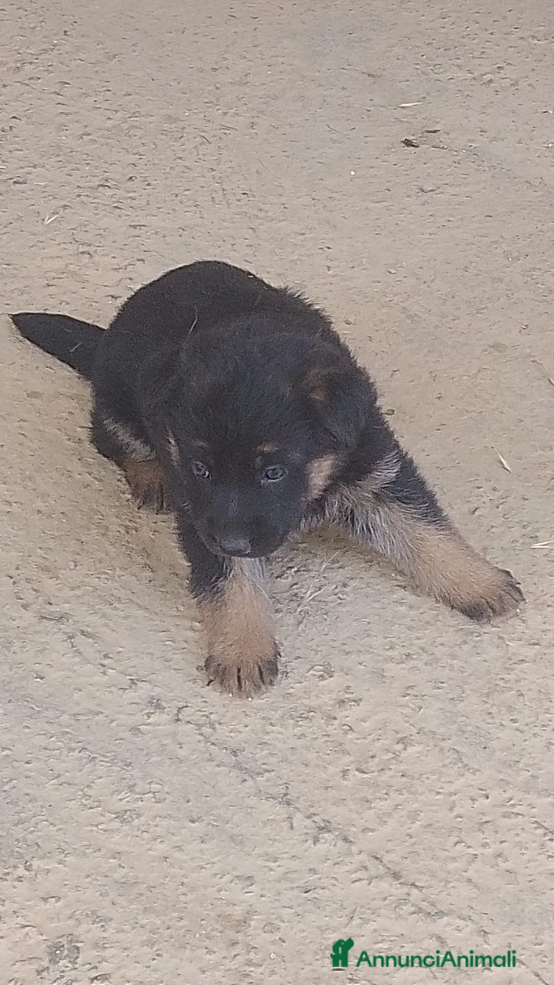 Pastore Tedesco cani in vendita: Disponibili cuccioli di pastore tedesco a Provincia del Sulcis Iglesiente - Annuncio 2