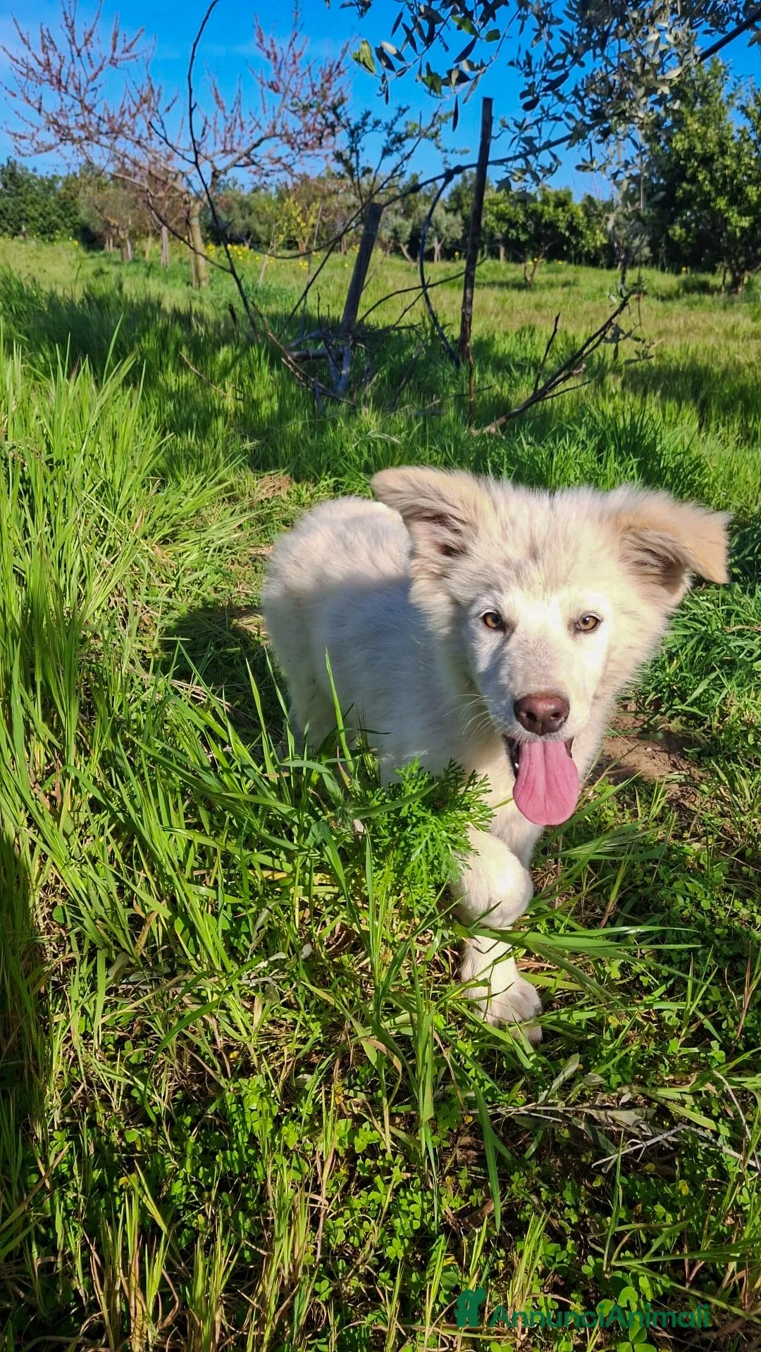 Meticcio cani in regalo: GAIA 🩷-cucciola mix pastore dolcissima,cerca casa - Annuncio 2