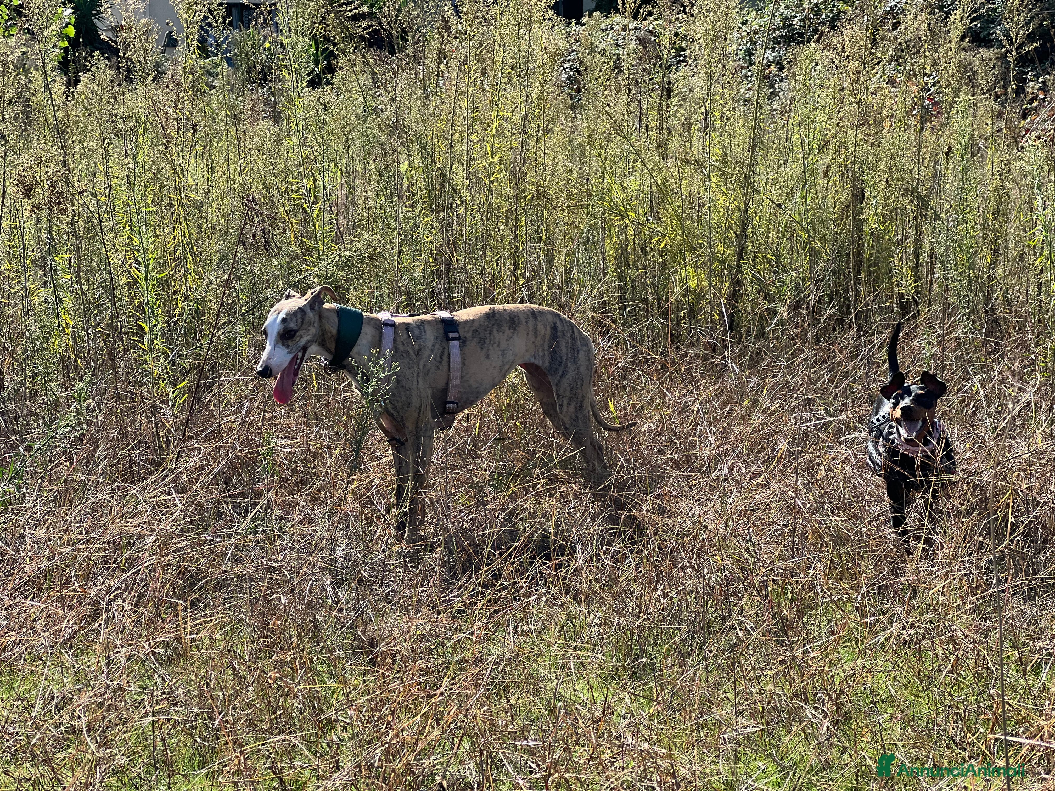 Whippet cani Cuccioli whippet ultimi disponibili - Annuncio 1