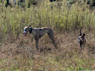 Whippet cani Cuccioli whippet ultimi disponibili - Annuncio 1