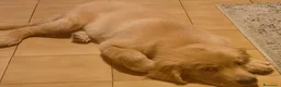 Golden Retriever cani in vendita: Cucciolo di Golden retriever di linea americana - Annuncio 4