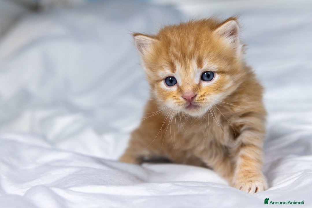 Siberiano gatti in vendita: Splendidi cuccioli gatto siberiano disponibili a Città Metropolitana di Torino - Immagine 6