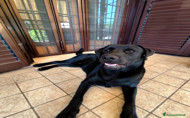 Labrador cani Labrador nero per accoppiamento monta pedigre enci - Annuncio 3