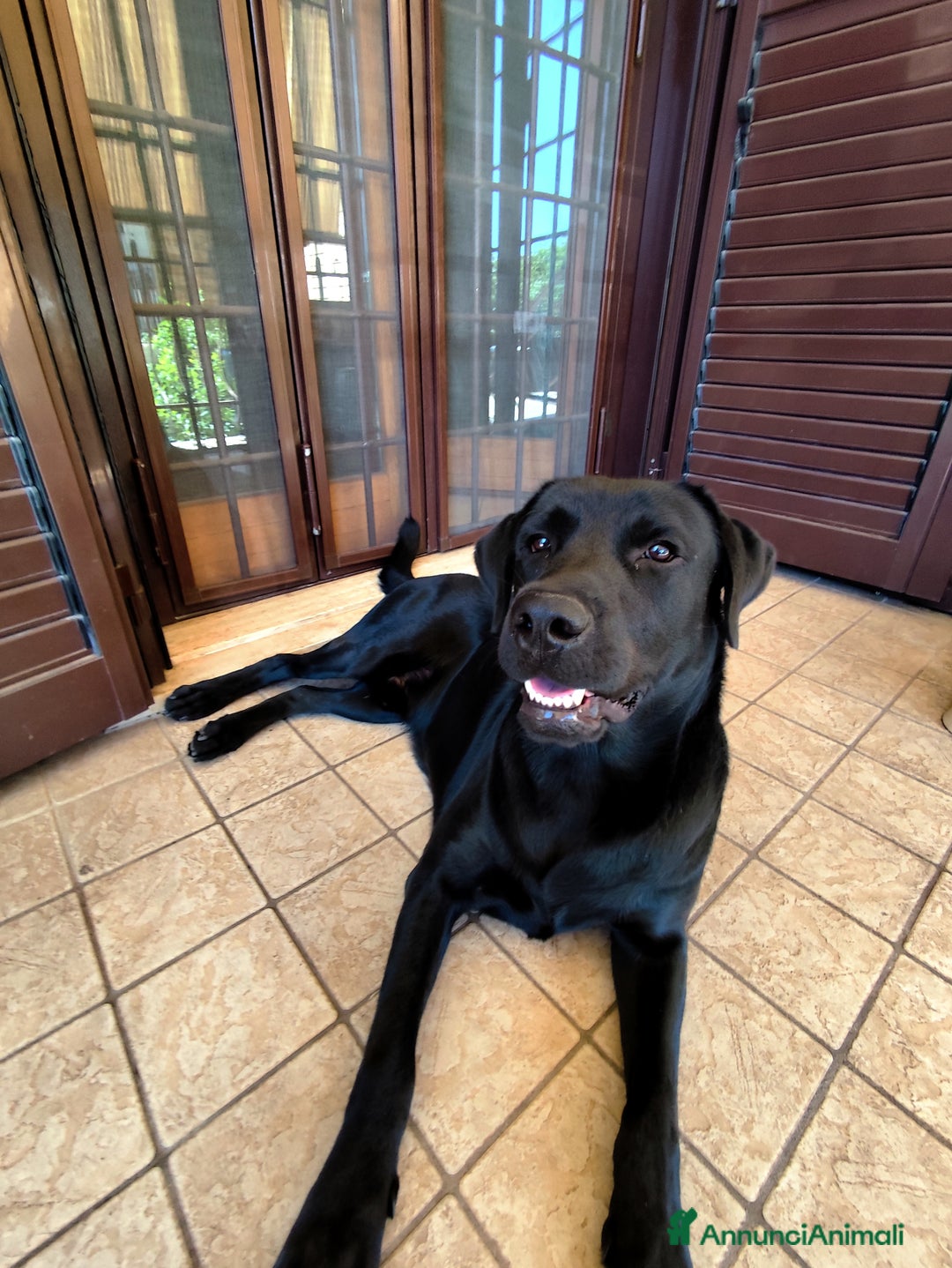 Labrador cani per accoppiamento: Labrador nero per accoppiamento monta pedigre enci - Immagine 1