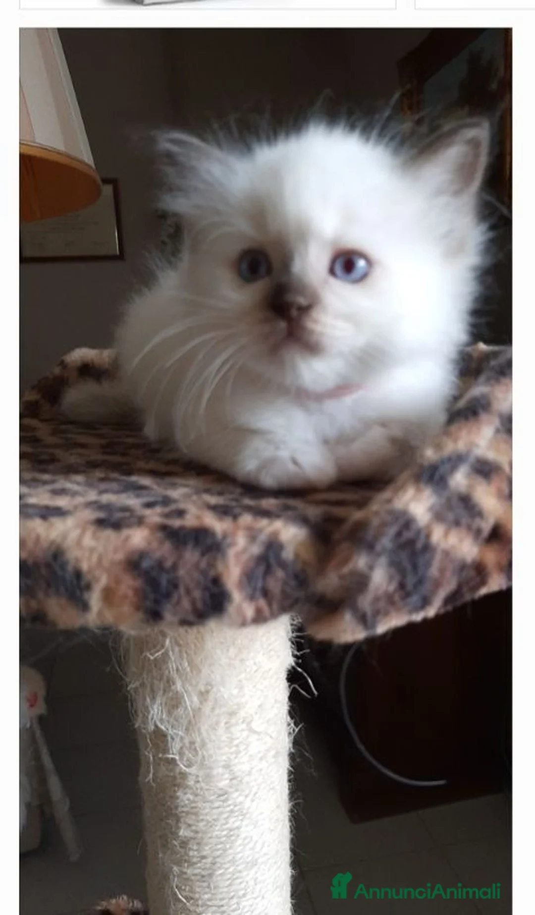 Ragdoll gatti in vendita: Cuccioli ragdolls  - Annuncio 2