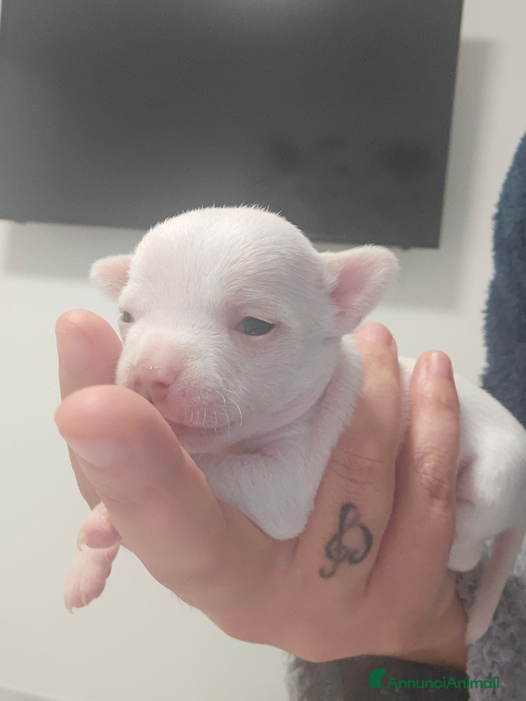 Chihuahua cani in vendita: Cuccioli di chihuahua - Annuncio 18