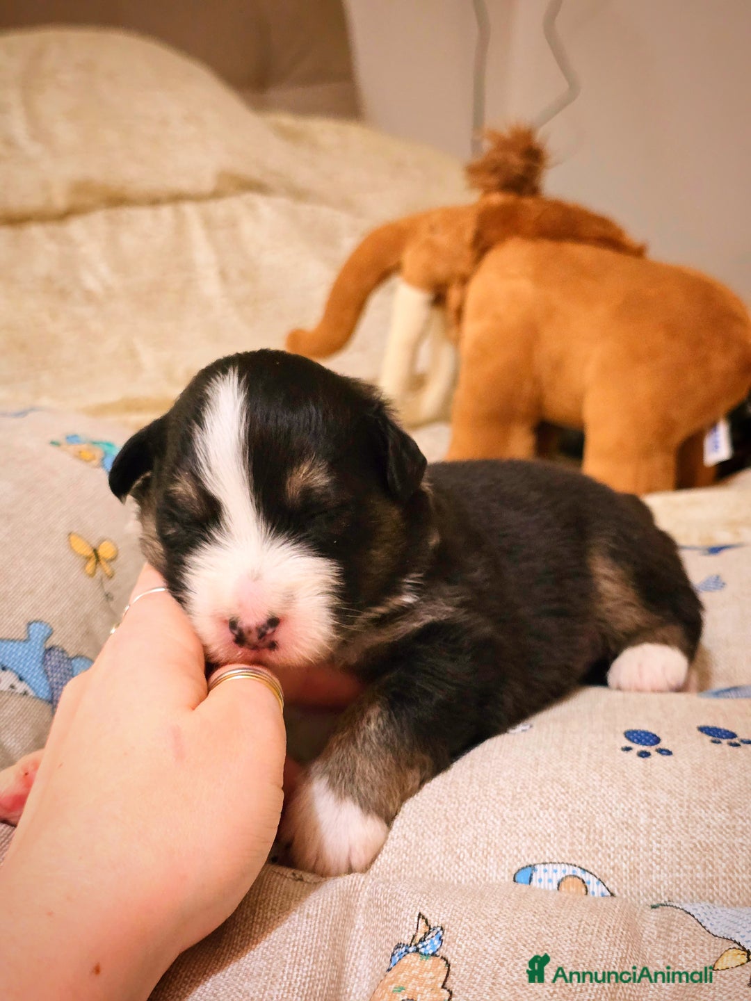 Australian Shepherd cani in vendita: Cucciole di pastore australiano con pedigree ENCI - Annuncio 19