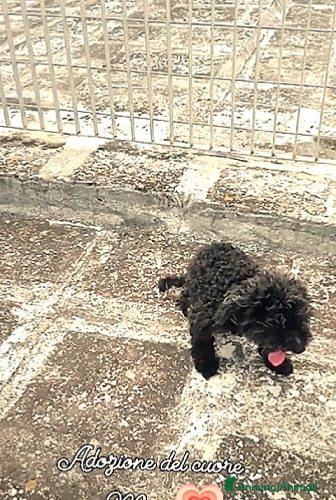 Barboncino Toy cani in regalo: ADOZ.del💔:senza dentini, vissuto di abbandoni - Annuncio 1