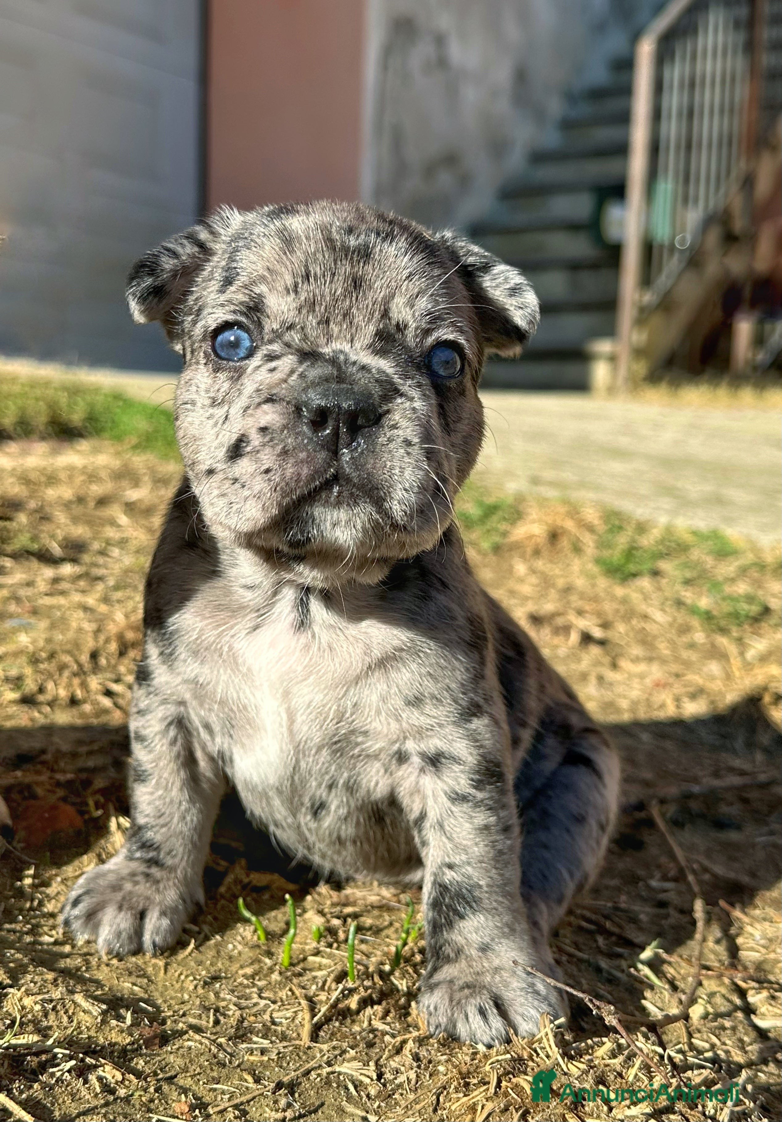 Bulldog Francese cani Cuccioli di Bulldog Francese Fluffy - Annuncio 15