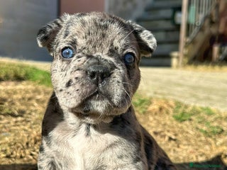 Bulldog Francese cani Cuccioli di Bulldog Francese Fluffy - Annuncio 17