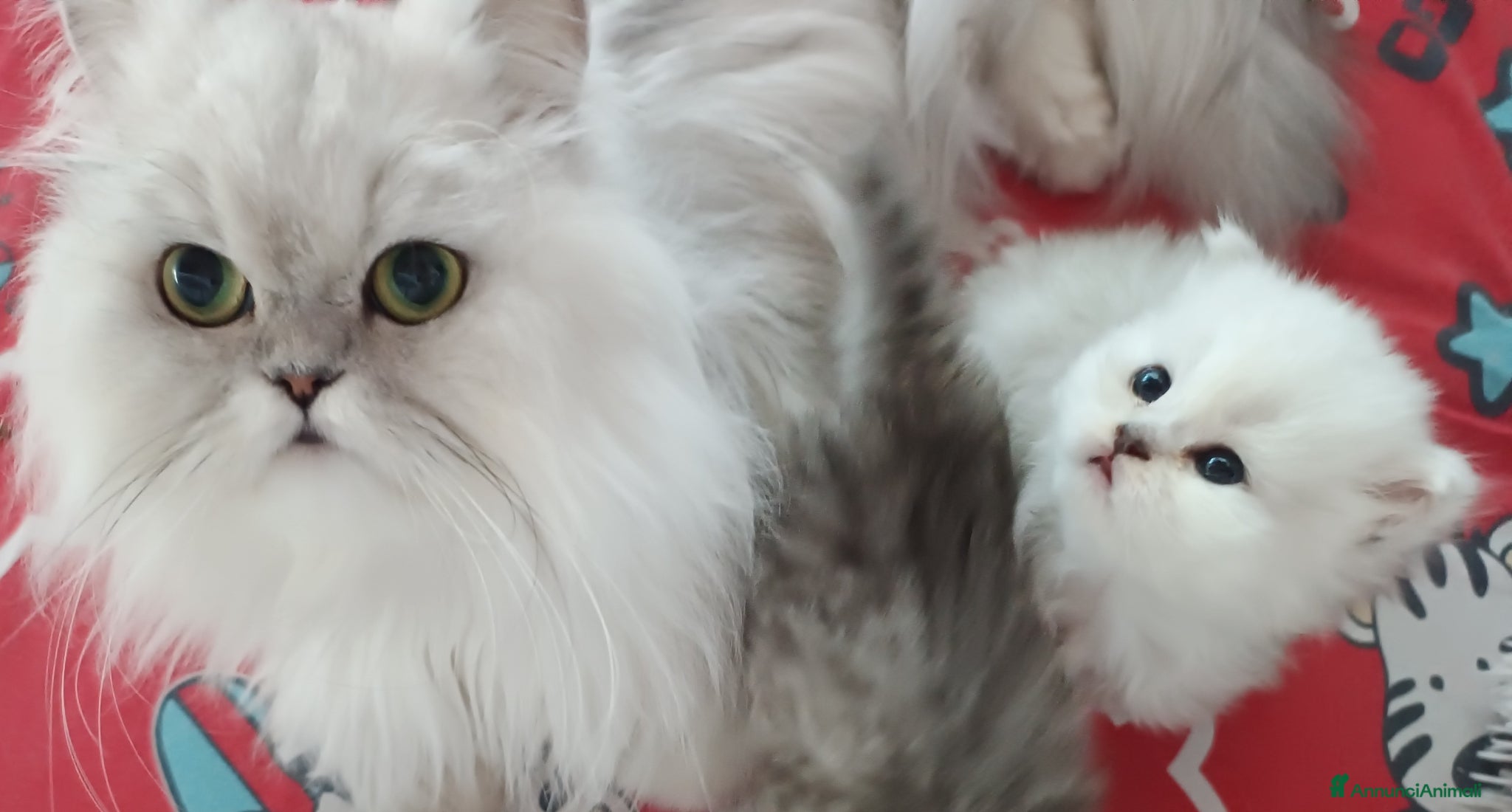 Persiano gatti in vendita: Gatti persiani - Annuncio 1