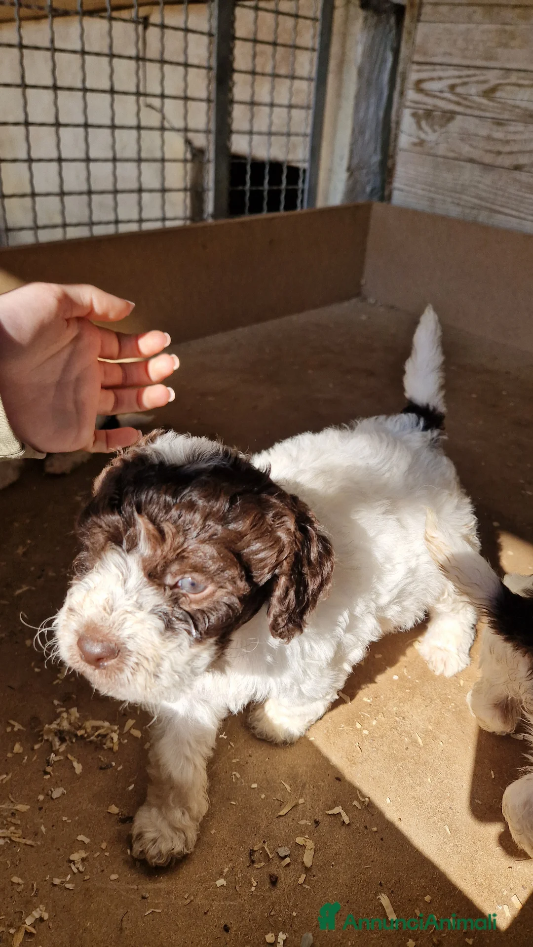 Lagotto cani in vendita: Vendo cuccioli di lagotto con pedigree  a Provincia di Rimini - Annuncio 8