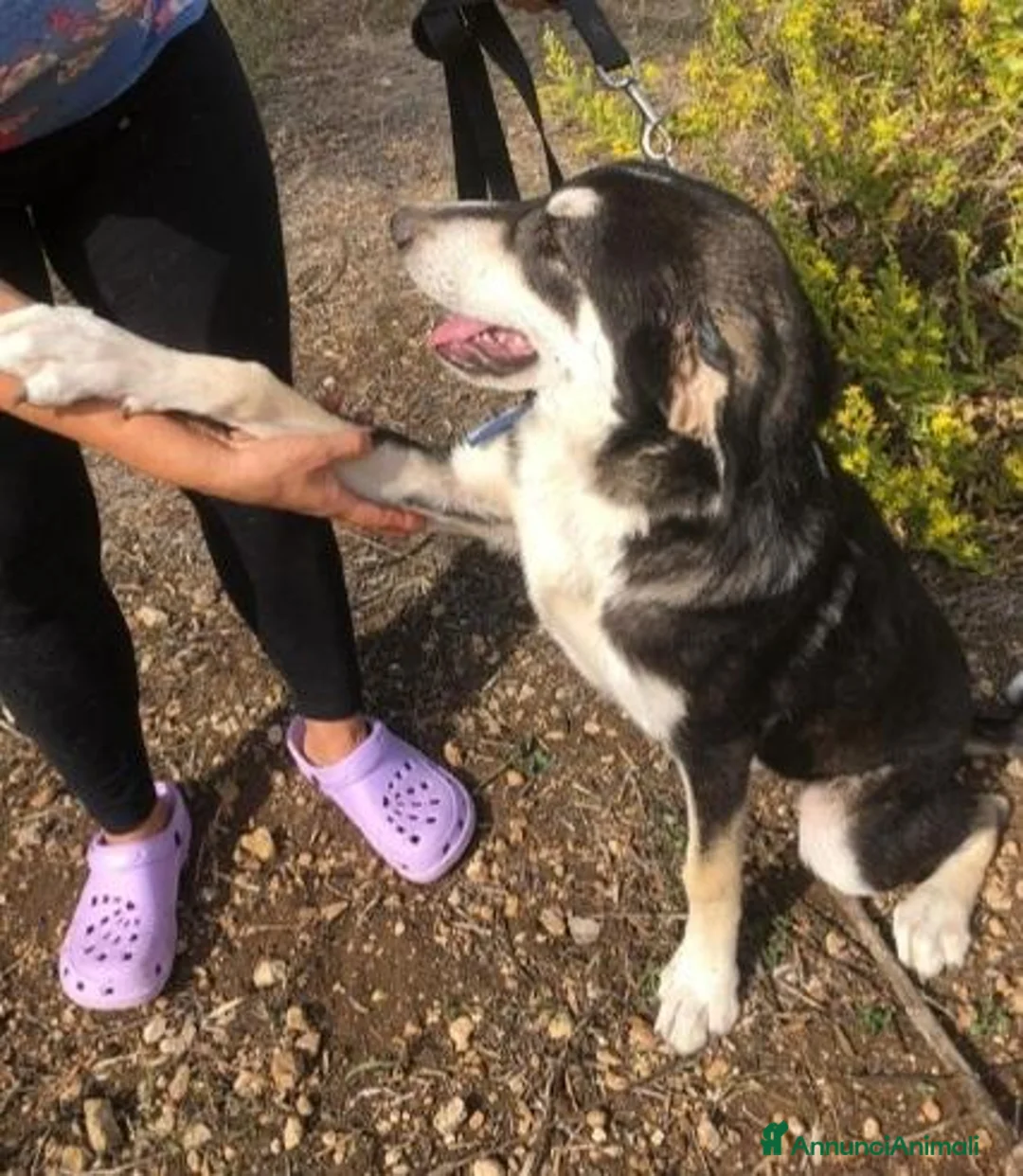 Meticcio cani in regalo: Nico mix Australian Shepherd 17mesi SIRACUSA SOS - Annuncio 2
