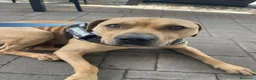 Meticcio cani in regalo: pio pitbull - Annuncio 1