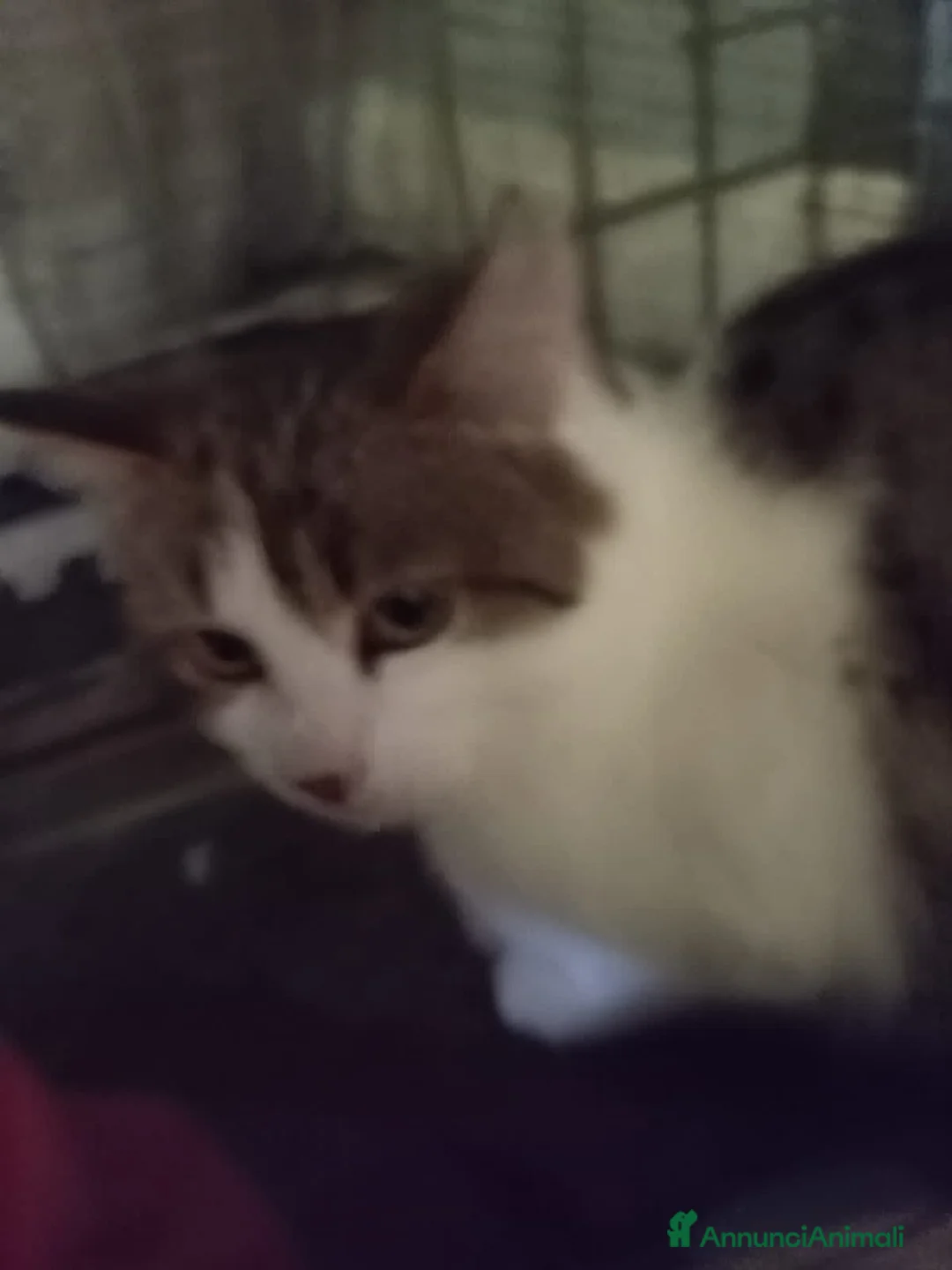 Europeo gatti in regalo: gatta 4 mesi cerca casa❤️ - Annuncio 4