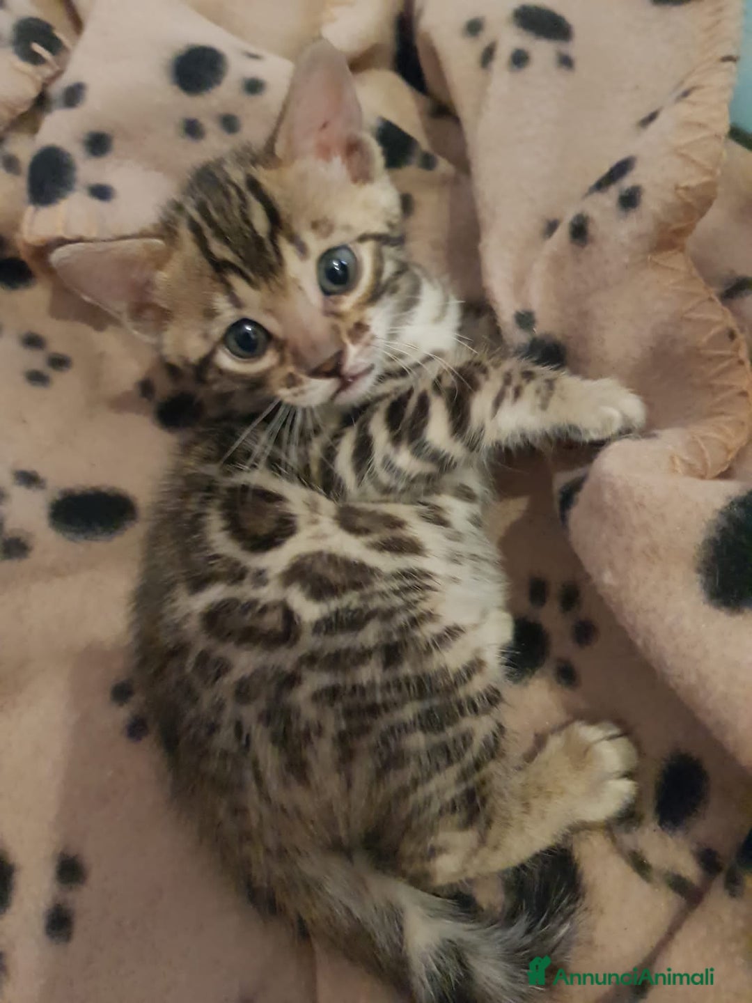 Bengala gatti in vendita: dolcissimi cuccioli di Bengala con pedigree  - Annuncio 3