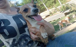 Pinscher Miniatura cani in regalo: Cagnolino Pincher - Immagine 2