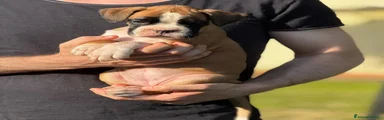 Boxer 5