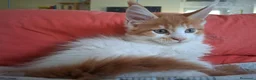 Maine Coon gatti in vendita: Cuccioli di maine coon - Annuncio 4