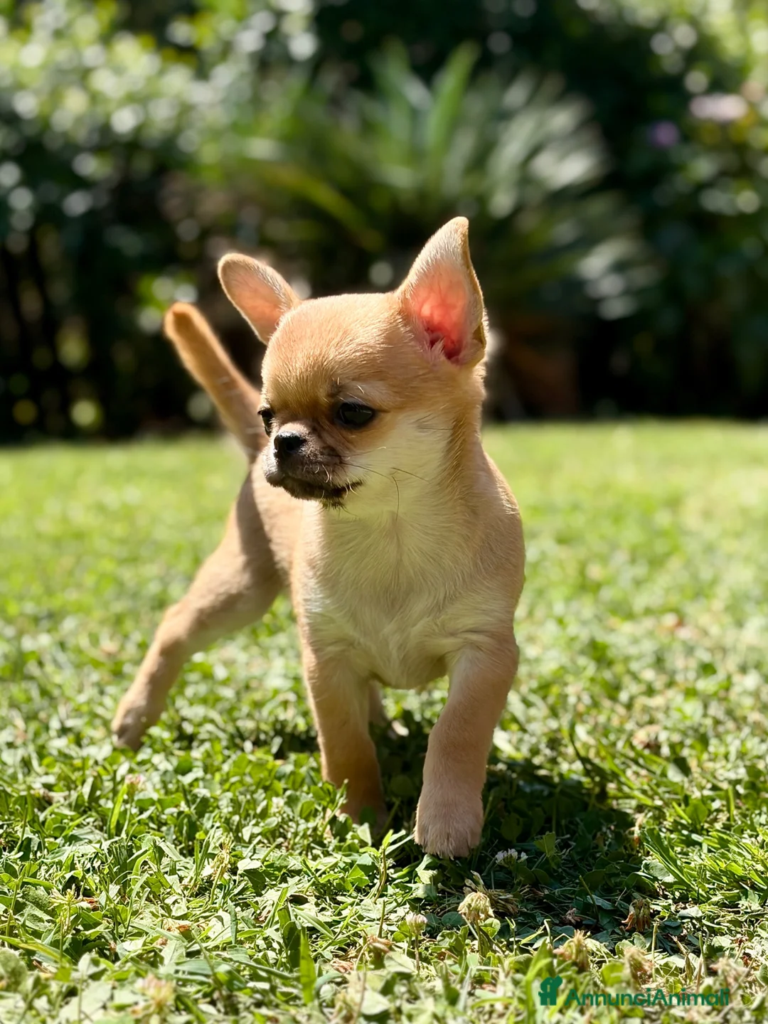 Chihuahua cani in vendita: Cuccioli di chihuahua - Annuncio 1